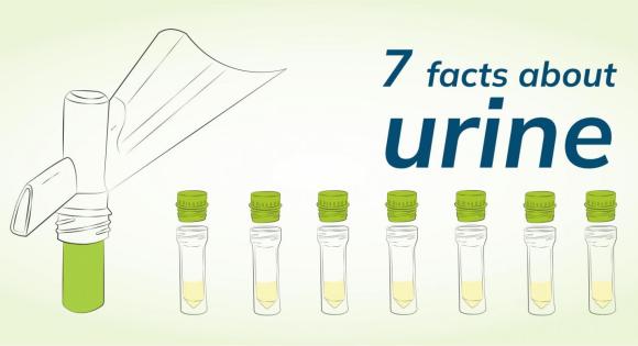 7 facts about urine